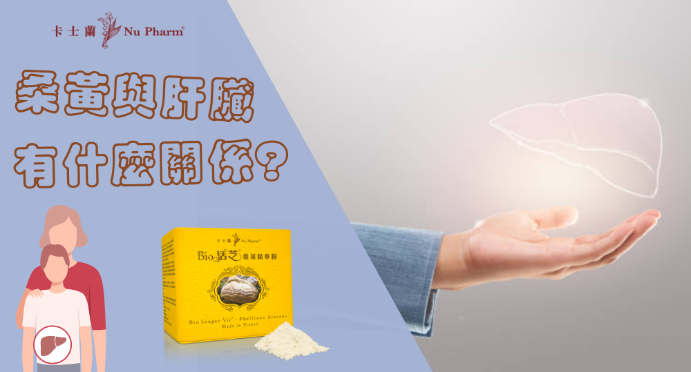 桑黃與肝臟有什麼關係?
